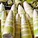 Bamboo Shoot Strip